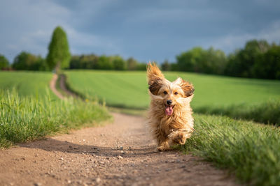 Dog running on field