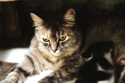 Mother cat breastfeeding her kitten