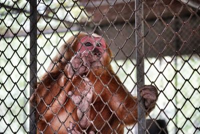 Monkey in cage seen through chainlink fence in zoo