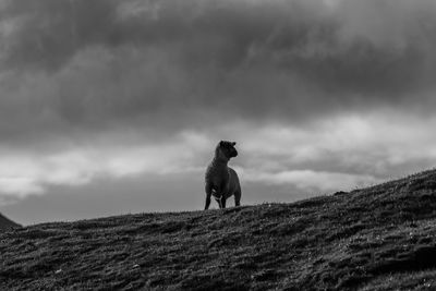 Low angle view of dog on field against sky