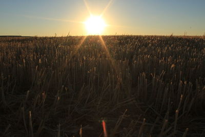 Scenic view of field against sky during sunset