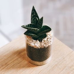 Close-up of potted plant on table