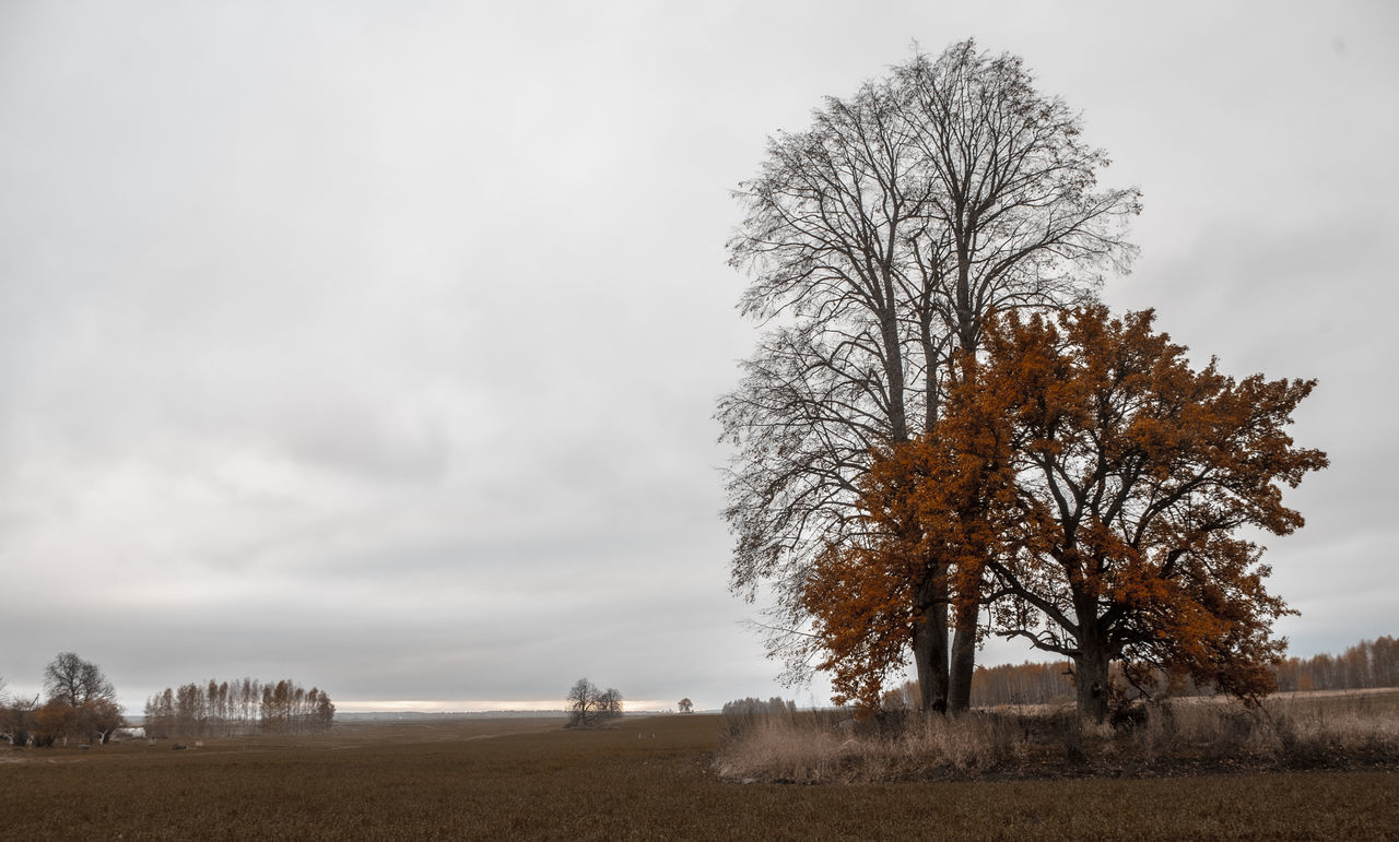 BARE TREES ON FIELD AGAINST SKY