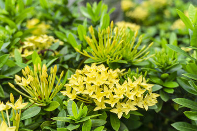 Yellow petite petals ixora know as west indian jasmine or jungle flame, blooming on dark green leave