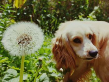 Close-up of dog against plants