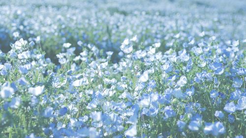 Close-up of white flowering plants on field