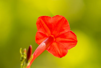 Close-up of red rose flower