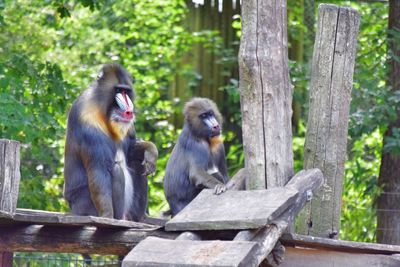 Monkeys sitting on footbridge in forest