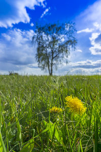 Scenic view of field against sky