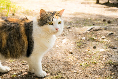 Beautiful domestic cat lying outdoor and curiously looking at something with big orange eyes