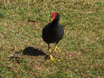 Black bird on field