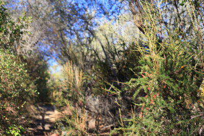 Close-up of plants growing on land