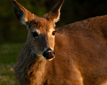 Portrait of deer