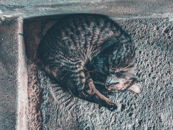 High angle view of cat sleeping