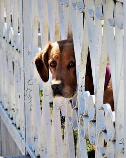 Portrait of a dog