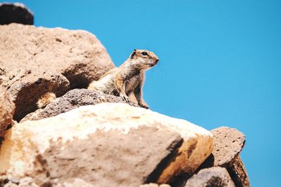 Squirrel on rock looking away against clear sky