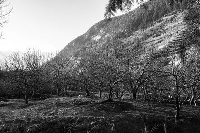 Bare trees on field against clear sky
