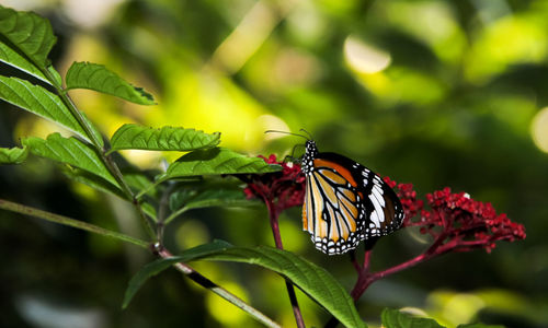 Close-up of butterfly pollinating flower