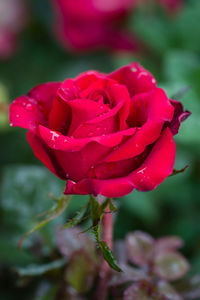 Close-up of pink rose