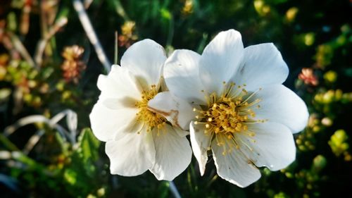 Close-up of white flowers