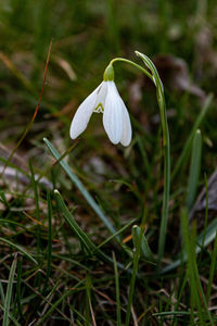 Close-up of white flowering plant on field