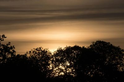 Silhouette of trees at sunset