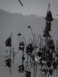 Plants by sea against sky