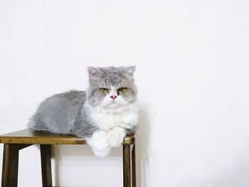 Portrait of cat sitting on wall