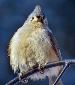 Close-up of bird perching on branch