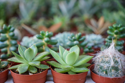 Close-up of succulent plant in pot