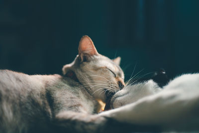 Close-up of cat sleeping