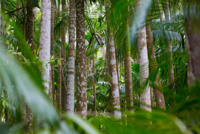 Close-up of bamboo trees in forest