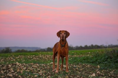 Portrait of dog standing on field during sunset