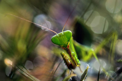 Close-up of grasshopper on leaf