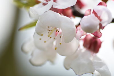 Close-up of white flowers