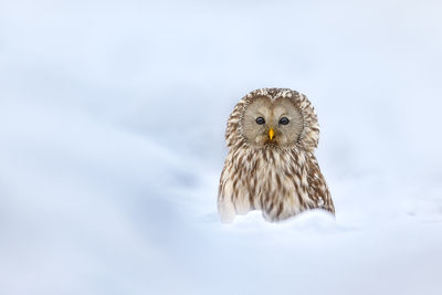 Portrait of ural owl on snow