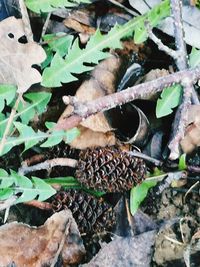 High angle view of dry leaves on field