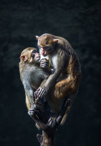 Monkeys sitting on tree trunk