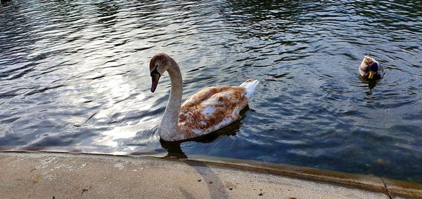 High angle view of swan swimming in lake