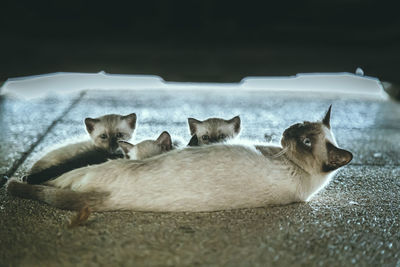 Portrait of cats resting