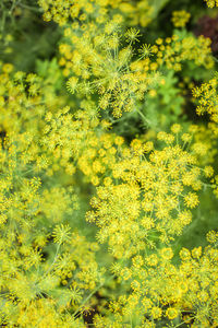 Close-up of yellow flowering plants on field