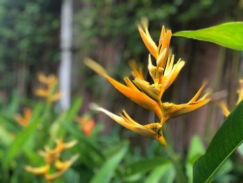 Close-up of yellow flowering plant