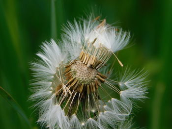 Close-up of white dandelion flower