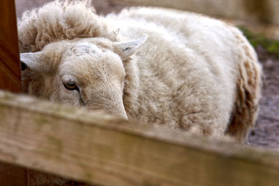 Close-up of sheep in pen