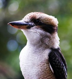 The australian kookaburra 