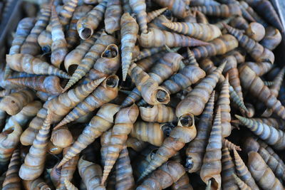 Heap of snails for sale