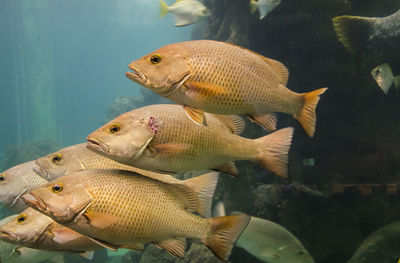 Fish swimming in sea