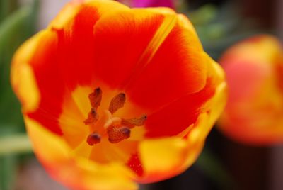 Close-up of orange day lily blooming outdoors