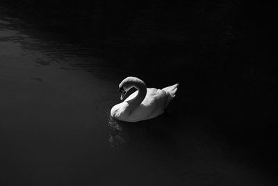 High angle view of woman swimming in lake