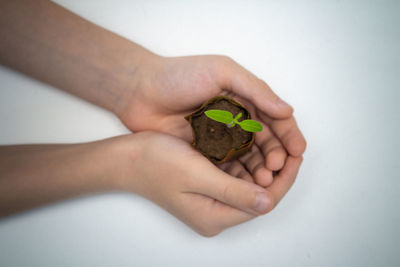 Close-up of hand holding plant